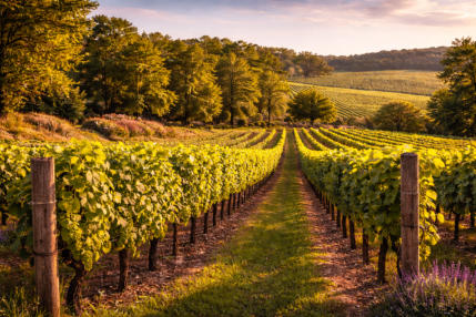 Chateau Winery & Vineyard