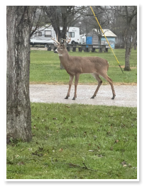 A buck that wandered into our rv park.
