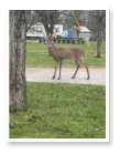 A buck that wandered into our rv park.